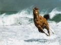 running horse at seaside